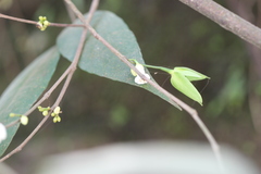 Dimorphocalyx glabellus